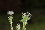 Annual trampweed